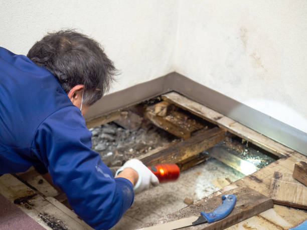 Best Fast Mold Removal  in Covelo, CA