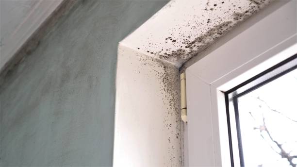 Reliable Covelo, CA Mold Removal Solutions