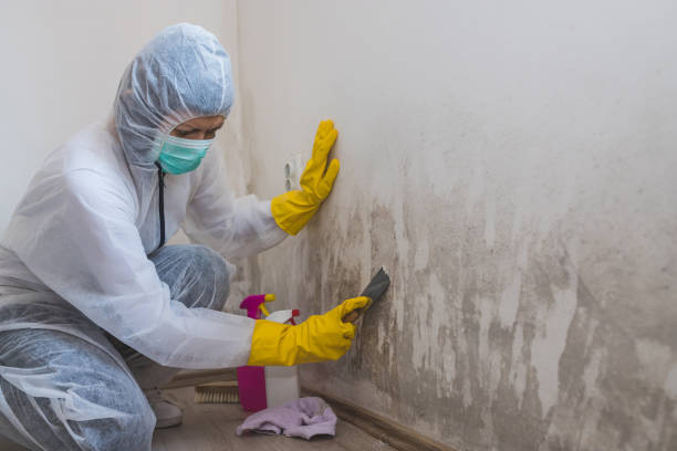 Best Fast Mold Removal  in Covelo, CA