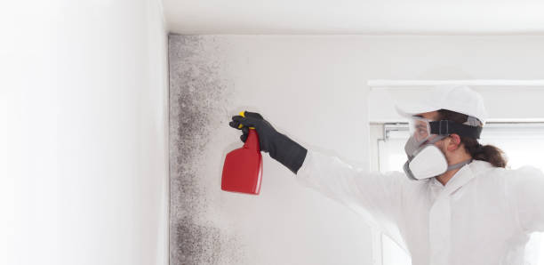 Best Same-Day Mold Removal  in Covelo, CA