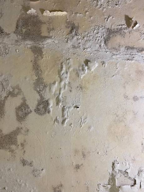 Best Same-Day Mold Removal  in Covelo, CA