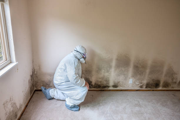 Covelo, CA Mold Removal Company