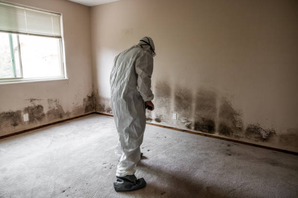 Best Attic Mold Removal  in Covelo, CA