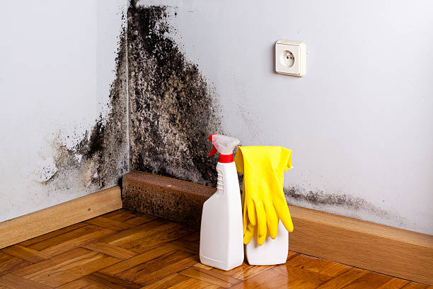 Best Mold Remediation Experts  in Covelo, CA