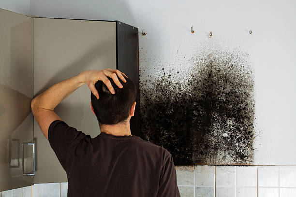 Best Mold Removal Specialists  in Covelo, CA