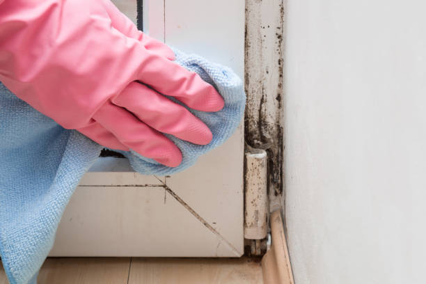 Best Mold Removal Near Me  in Covelo, CA