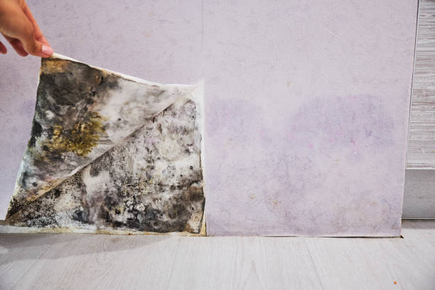 Best Mold Removal Company Near Me  in Covelo, CA